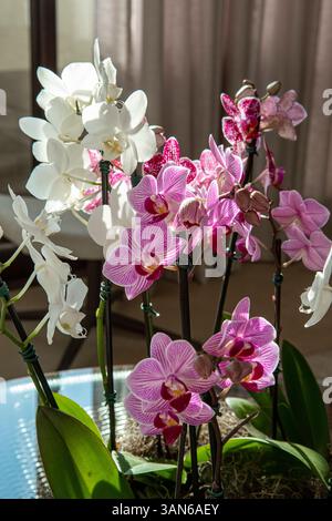 Wunderschöne Vase aus weißen und rosa Orchideen, die das Wohnzimmer in einem Haus schmücken Stockfoto