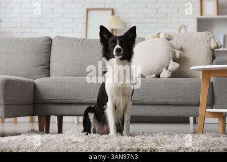 Entzückender Border Collie Hund, der zu Hause auf Teppich sitzt Stockfoto