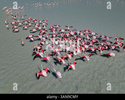 Flamingos, die im See waten Stockfoto