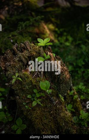 Kleine Blätter, die auf zersetzenden Baumstämmen wachsen, fangen das sanfte Morgenlicht im Acadia-Nationalpark ein Stockfoto