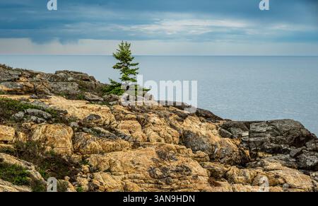 Single Tree Am Rocky Shore Des Acadia-Nationalparks Stockfoto