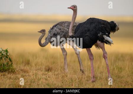 Männliche und weibliche Strauße in der Savanne, Masai Mara Reserve, Kenia Stockfoto