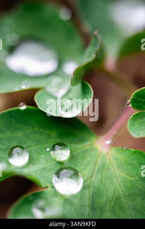 Regen tropft auf die Blätter einer Columbine-Pflanze Stockfoto