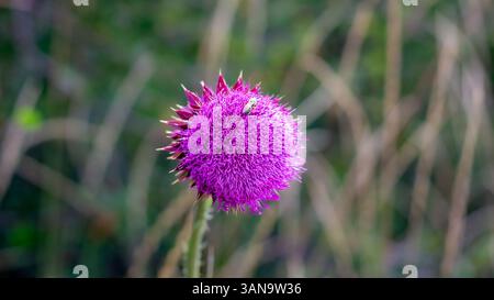 Eine einzelne violette Distelblume mit einem kleinen grünen Insekt oben, hoch stehend vor einem unscharfen natürlichen Hintergrund aus grünen Stämmen und Laub. Stockfoto