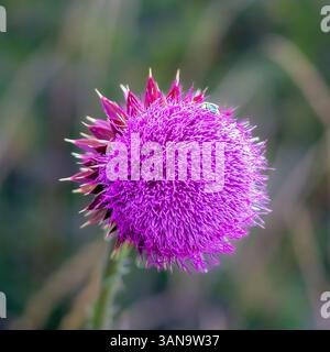 Ein quadratisches Bild einer blühenden lila Distelblume mit einem grünen Insekt, das oben thront, vor einem sanft verschwommenen grünen Hintergrund. Stockfoto