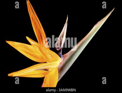 Auffällige und farbenfrohe tropische Blume der Paradiesvogel Stockfoto