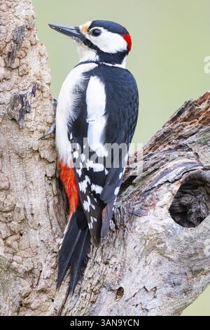 Großspecht (Dendrocopus Major) ml Deutschland Stockfoto