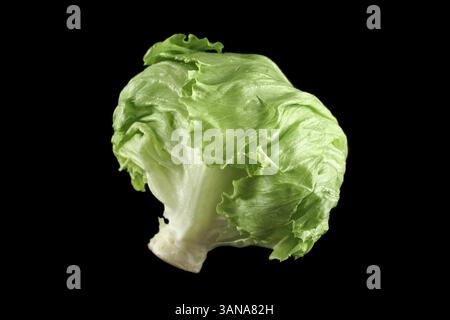 Frischer Salat aus dem Gemüsegarten Stockfoto