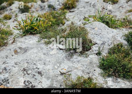 Eidechsen auf den Hintern im Wald Stockfoto