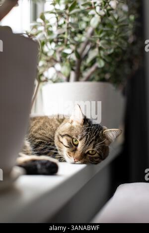 Die Katze liegt auf der Fensterbank Stockfoto