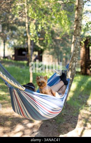 Ein Mann liegt in einer Hängematte mit einem Yorkshire Terrier Hund Stockfoto