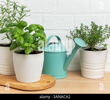 Frische Kräuter, die in Töpfen mit einer Gießkanne auf einem Holztisch vor einer weißen Ziegelwand wachsen, schaffen eine gemütliche Gartenatmosphäre Stockfoto