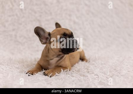 Ein französischer Bulldog-Welpe, 2 Monate alt Stockfoto