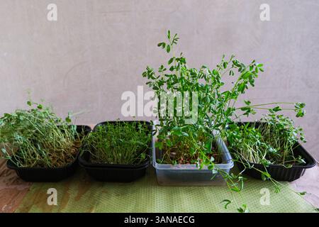 Eine Reihe kleiner Pflanzen befindet sich in Behältern unterschiedlicher Größe. Die Pflanzen sind alle grün und wirken wie Sprossen. Die Container stehen auf einem Tisch, wi Stockfoto