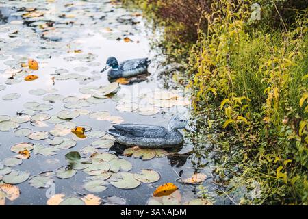 Zwei realistische Entenköder, die auf einem mit Lilien bedeckten Teich in der Nähe üppiger Feuchtgebiete schwimmen. Lebensraumgestaltung von Feuchtgebieten, Naturschutz, Teich Stockfoto