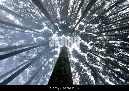 Symmetrisches Muster von hoch aufragenden Kiefern, die zum Himmel reichen. Stockfoto