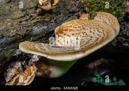 Cerioporus squamosus, auch bekannt als Fasanenpilze und Dryadensattel, ist ein Basidiomyzetenpilz, der auf toten Bäumen wächst. Stockfoto