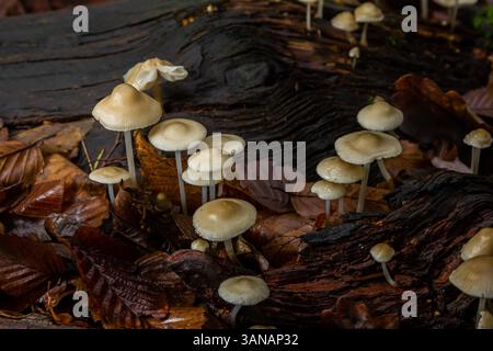 Aus feuchtem, zersetzendem Holz, umgeben von herabfallenden Blättern, entstehen im Herbst helle Pilzgruppen. Stockfoto