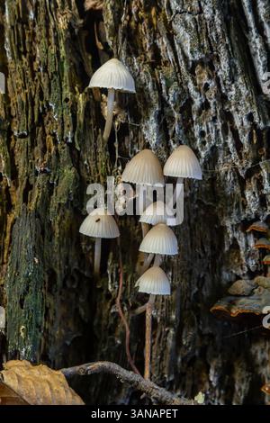 Eine Gruppe kleiner weißer Pilze, die aus einem verfallenen Baumstamm in einem Wald hervorgehen und die komplizierten Details von Psathyrella und Mycena galericulata du hervorheben Stockfoto