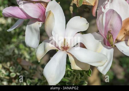Nahaufnahme der Magnolienblüten (Magnolia x soulangeana) in voller Blüte, mit weißen und blassrosa Blüten, die Frühling, Erneuerung und natürliche Schönheit symbolisieren Stockfoto
