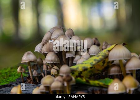 Eine lebhafte Ansammlung von Psathyrella-Pilzen lebt auf einem verfaulenden Baumstamm, umgeben von üppigem grünem Moos und gefallenen gelben Blättern in einem ruhigen Herbstwald Stockfoto