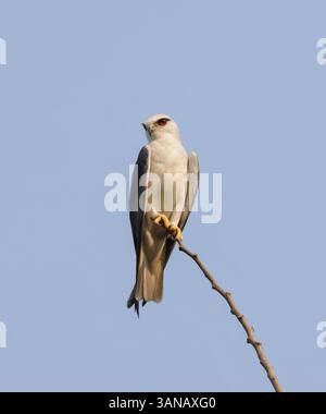 Schwarzer geflügelter Drachen, der im natürlichen Lebensraum thront. Dieses Foto wurde aus Bangladesch aufgenommen. Stockfoto