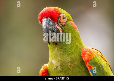 Rotfrontenara - Ara rubrogenys, wunderschöner großer grüner und roter Ara Papagei, der in Wäldern und Wäldern oder Bolivien endemisch ist. Stockfoto