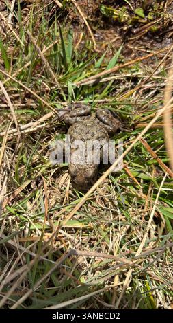 Kleine Froschkröte im Unterholz. Naturtier in der Wildnis in Schottland Stockfoto