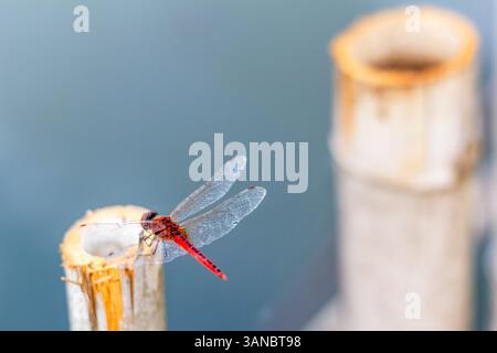 Eine einsame rote Libelle thront leise auf einer abgeschnittenen Bambusstange am ruhigen Wasser des Buhi-Sees in Bicol, Philippinen Stockfoto