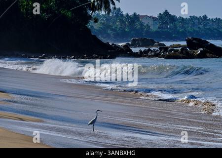 Sri Lanka, Westprovinz, Beruwala, Angelvogel am Strand Stockfoto