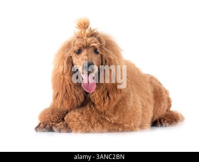Standardpudel vor weißem Hintergrund Stockfoto