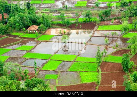 Luftaufnahme des Paddy-Reisfeldes im Quadrat-Muster in Monsun, Chiplun, Ratnagiri, Maharashtra, Indien Stockfoto