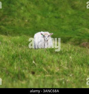 Junge Schafe, die an der Küste der Färöer weiden. Grüne Landschaft Stockfoto