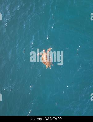 Aus der Vogelperspektive schwimmende Schildkröten im blauen Ozean, Sandy Bay, Cape Range National Park, Australien. Stockfoto