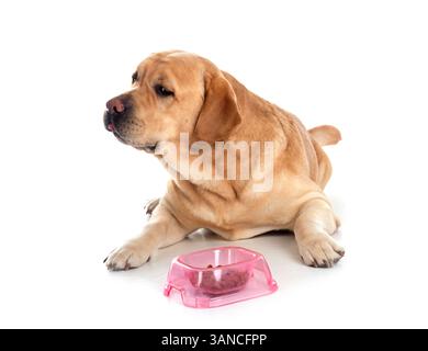 labrador Retriever für Erwachsene vor weißem Hintergrund Stockfoto