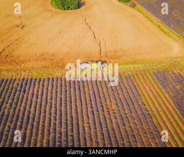 Luftaufnahme einer Lavendelernte in der Nähe von Moustiers Saintes Maries, Provence, Frankreich. Stockfoto