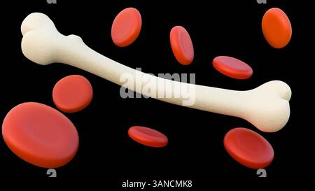 Eine 3D-Darstellung von verstreuten roten Blutkörperchen oder Erythrozyten ist neben einem Femurknochen deutlich sichtbar. Stockfoto