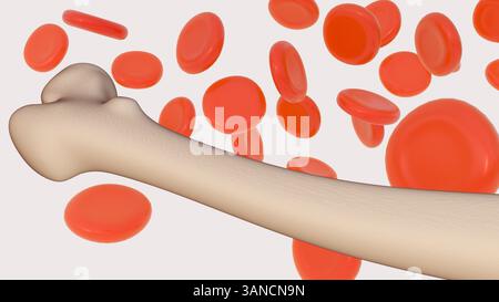 Eine 3D-Darstellung von verstreuten roten Blutkörperchen oder Erythrozyten ist neben einem Femurknochen deutlich sichtbar. Stockfoto