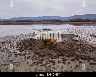 Aus der Vogelperspektive des ruhigen Beloslav-Sees mit weidenden Kühen in ruhigen Feuchtgebieten, Denvya, Bulgarien. Stockfoto
