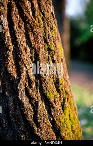 Makroansicht einer strukturierten Baumrinde mit grünem Moos, beleuchtet durch sanftes Sonnenlicht. Stockfoto