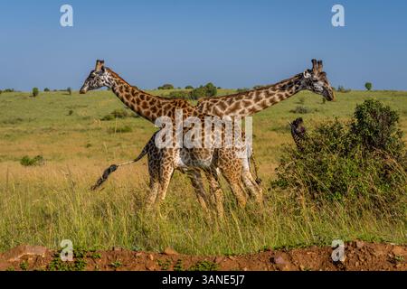 Zwei Giraffen kreuzen sich den Hals. Stockfoto