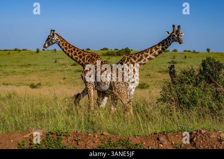 Zwei Giraffen kreuzen sich den Hals. Stockfoto