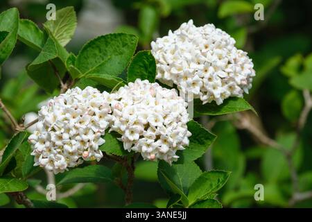 Viburnum x Carlcephalum, duftender Schneeball, röhrenförmige trompetenförmige rosa gefärbte weiße Blüten im späten Frühjahr Stockfoto