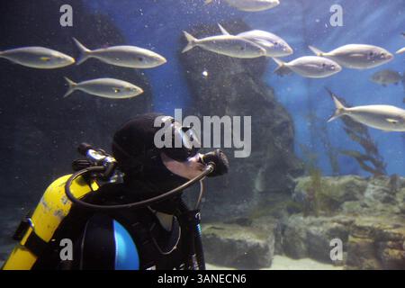 25. März 2010 – Melbourne, Australien – der deutsche Fahrer ADRIAN SUTIL von Force India F1 schwimmt mit Haien im Melbourne Aquarium...Formel-1-Weltmeisterschaft, Rd 2, Grand Prix von Australien, Vorbereitungen. (Vermerk: © Sutton Motorsports/ZUMA Press) Stockfoto