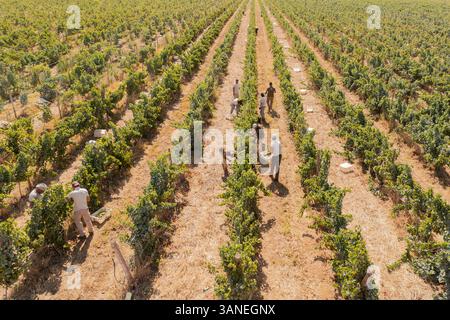Beja, Portugal - 19. Januar 2021: Luftaufnahme von Menschen, die in einem Weinberg mit einem Traktor arbeiten, Beja, Portugal. Stockfoto