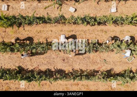 Beja, Portugal - 19. Januar 2021: Luftaufnahme von Menschen, die in einem Weinberg mit einem Traktor arbeiten, Beja, Portugal. Stockfoto