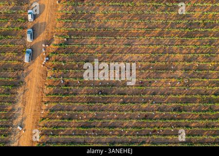 Luftaufnahme von Menschen, die in einem Weinberg mit einem Traktor arbeiten, Beja, Portugal. Stockfoto