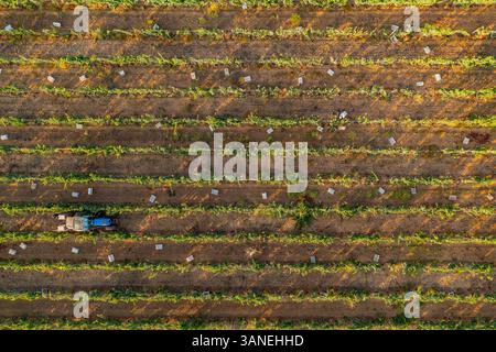 Luftaufnahme von Menschen, die in einem Weinberg mit einem Traktor arbeiten, Beja, Portugal. Stockfoto