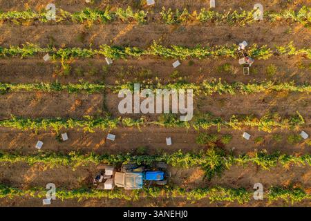 Luftaufnahme von Menschen, die in einem Weinberg mit einem Traktor arbeiten, Beja, Portugal. Stockfoto