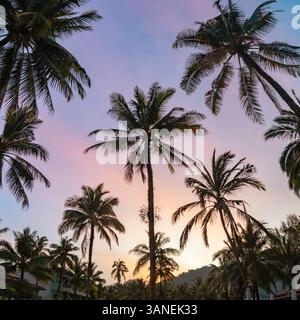 Der Blick auf einen atemberaubenden Sonnenuntergang, eingerahmt von Palmen, schafft ein wunderschönes tropisches Ambiente, das verzaubert Stockfoto